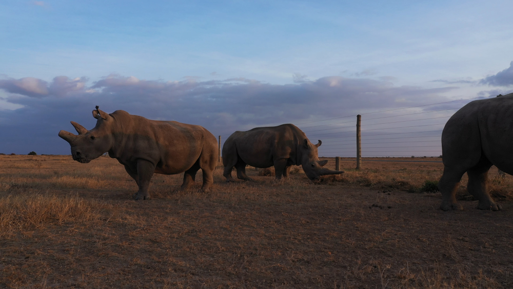 northern white rhino
